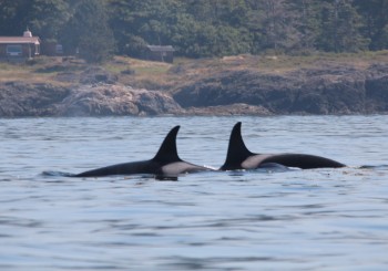 Cruise Alaska