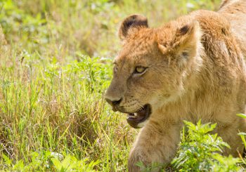 Tanzania met het gezin