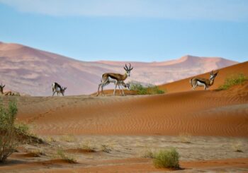 Eigen groepsreis – Namibië
