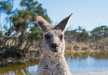 Australië – Het wilde westen