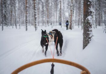 Groepsreizen Lapland & Scandinavië 2025