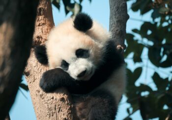 China met het gezin